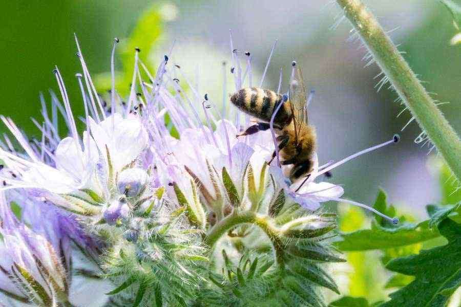 uploads/images/Bee on Flower